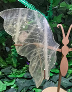 Citrine Butterfly